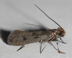 pharaoh ant