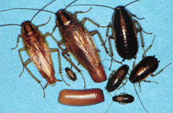 german cockroach