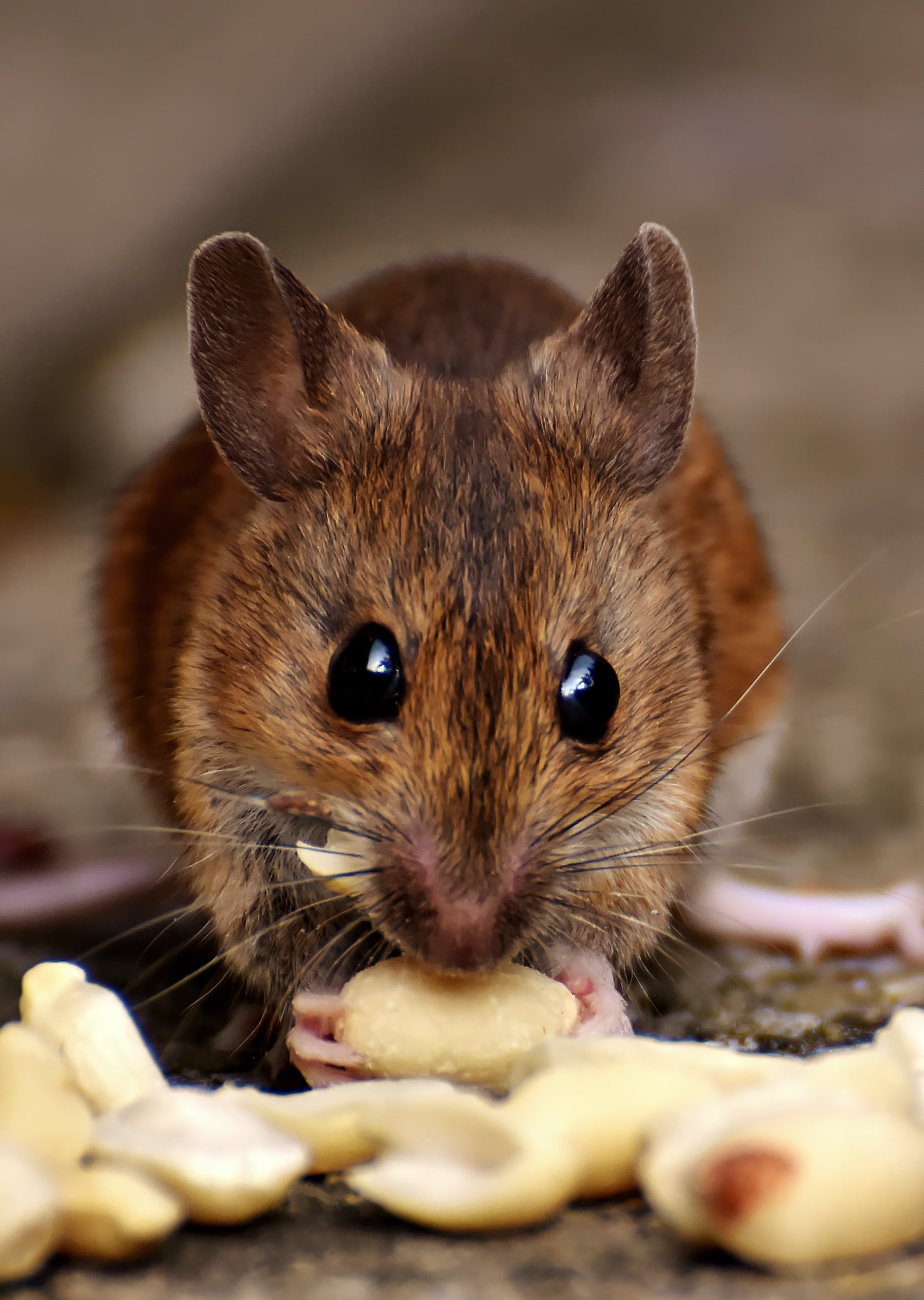 Mouse